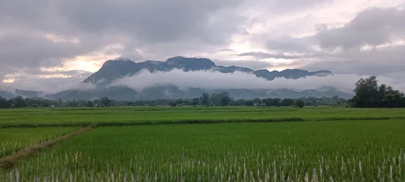 Mountain Coffee Chiang Mai